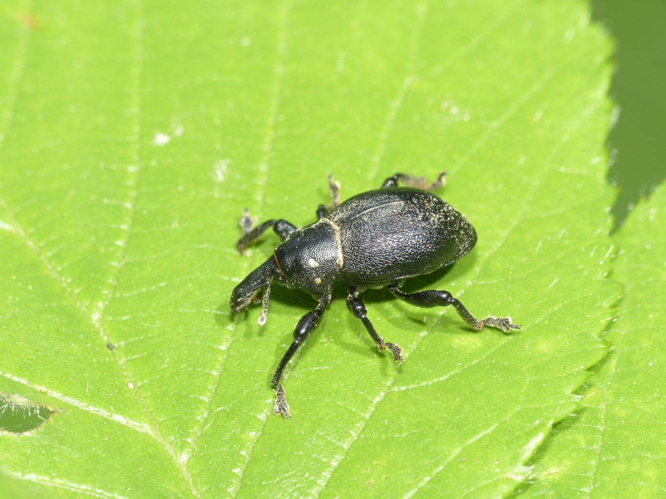 Un robusto Curculionidae - Liparus coronatus